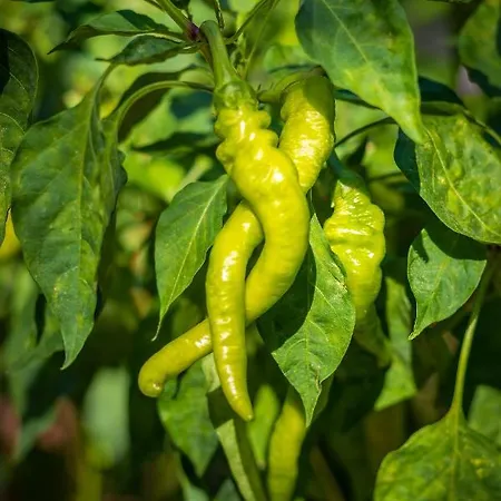 Otel Hanim Pinar Butik *