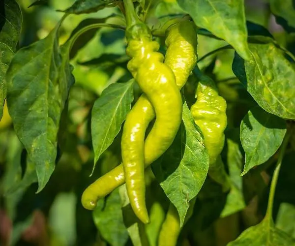 Hotell Hanim Pinar Butik *